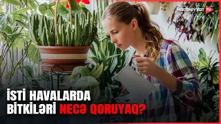 Yayda bağ və otaq bitkilərinə qulluq: ən vacib məsləhətlər