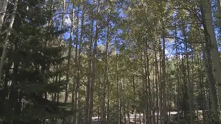 New Breckenridge shuttle and increased ticketing aimed at curbing leaf peeper traffic