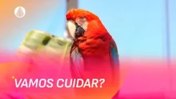 Cuidar dos animais é cuidar da vida! | Bênção da Manhã