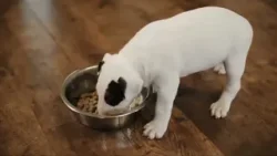 CAMILA REGIS - VETERINARIA - CUIDADOS PARA MASCOTAS EN DIAS DE ALTAS TEMPERATURAS CAMILA REGIS - VETERINARIA - CUIDADOS PARA MASCOTAS EN DIAS DE ALTAS TEMPERATURAS