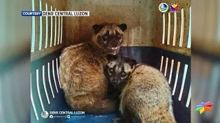 5 wildlife species, boluntaryong isinuko sa DENR ng isang Bulakenyo | CLTV36 News Clip