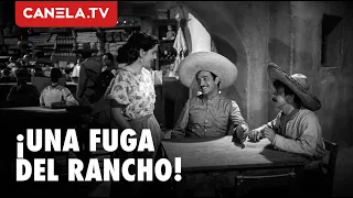¡Se fugan del rancho! El plan secreto de Virgilio! | No Basta Ser Charro | Cine de Oro | Canela.TV