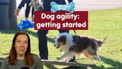 A New Leash on Life: Diving into dog agility classes