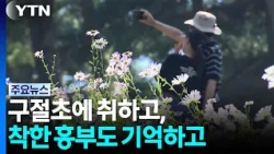 Into the Autumn Festivals... Enchanted by Korean Chrysanthemums and Remembering Kind Heungbu / YTN