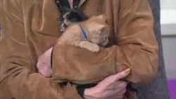 Petline9 | Милые котята — это весело и ласково.