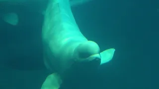 Shedd Aquarium welcomes four rescued beluga whales after massive cross-border journey