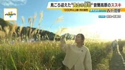 【秋の絶景】夕日に染まる黄金の絨毯！奈良・曽爾高原「ススキのじゅうたん」が見頃　1000年以上続く原風景…課題は「シカの食害」【まえはる中継】（2026年10月29日）