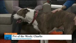 Midwest Access: Pet of the Week - Meet Charlie! Midwest Access: Pet of the Week - Meet Charlie!