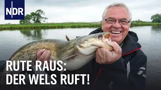Monster der Oder: Auf Welsjagd mit Heinz und Horst | Rute raus Classics 12.07.2014 | NDR Doku
