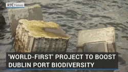 'World-first' project to boost Dublin Port biodiversity