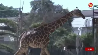 Yuli, the Culiacán Zoo giraffe, dies after falling during heavy rains