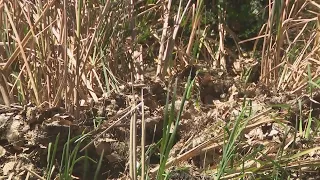 Denver residents come together to save neighborhood lake
