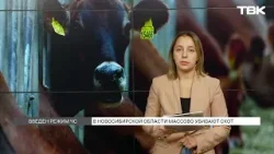 Почему в регионах массово уничтожают скот?