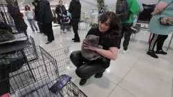 Около 50 собак и кошек представили на выставке-раздаче животных во Владивостоке.