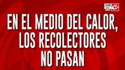 Todo un barrio con suciedad y olor: en el medio del calor, los recolectores no pasan
