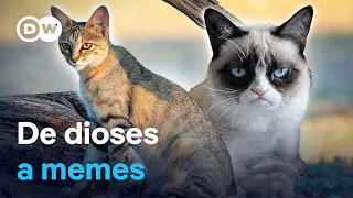 From Gods to Internet Stars: The Incredible History of Cats