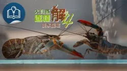 【大自然逐樣解4 - 大自然5分鐘】第9集《淡水龍蝦》