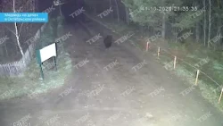 Медведь на дачах под Красноярском