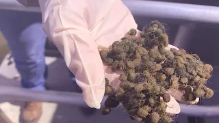 Clean up in Lake St. Clair, here's why
