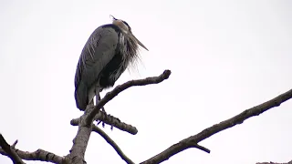 Seattle nonprofit urges review of development over impact on Heron colony