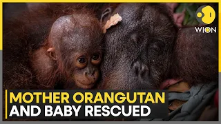 Borneo Orangutan Rescue | Mother and Infant Saved from Wildfire-Hit Forest