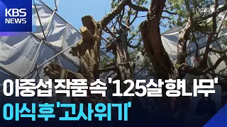 ‘125-Year-Old Juniper’ from Lee Jung-seop’s Painting… Faces ‘Risk of Withering’ After Transplant ...