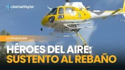 Un helicóptero lleva alimentos a un rebaño de ovejas atrapadas en el Guadiana