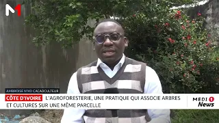 Côte d’Ivoire : l’agroforesterie, une pratique qui associe arbres et cultures sur une même parcelle.