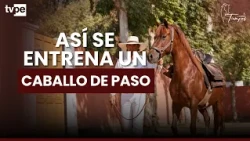 This Is How a Peruvian Paso Horse Is Trained Before Being Saddled