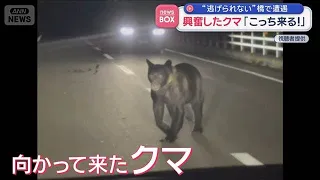 Agitated Bear: "It's Coming This Way!" Encounter on a Bridge with "Nowhere to Run" [Super J Chann...