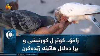 زاخۆ.. كوتر ل كورنیشی و پرا ده‌لال هاتینه‌ زێده‌كرن