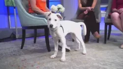 Petline9: Gentle 4-month-old pup looking for forever home
