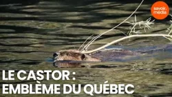 Pourquoi le Castor est-il l'emblème du Québec ? - Nordicité