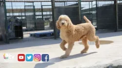 KURTARILAN 88 KÖPEĞİN TAMAMI SAHİPLENDİRİLDİ