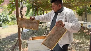 دوو هاوسەری قەزای كۆیە سەرقاڵی بڕینەوەی كورەی هەنگەكانیانن