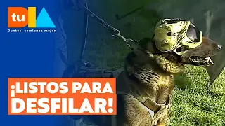 They have uniforms too! Army pups get ready for the Grand Military Parade | Tu Día