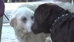 Ostia, ancora bocconi avvelenati e morti sospette in via Punta del Saraceno Ostia, ancora bocconi avvelenati e morti sospette in via Punta del Saraceno
