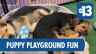 Nevada SPCA's Puppy Playground Brings Joy at Local Health Convention