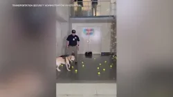 Washington Airport celebrates screening canine's last day before retirement