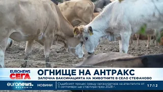 Огнище на антракс: Започна ваксинацията на животните в село Стефаново