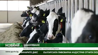 ЗАБОЛЯВАНЕ: Нов вирус заплашва говедата в Европа