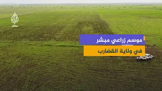 السودان.. موسم زراعي مبشر بالقضارب