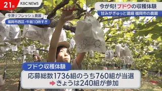 For the last weekend of summer vacation… Grape picking and a cool limestone cave experience