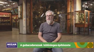 A gubacsdarazsak különleges építészete – Mozaik