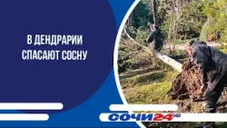В Дендрарии спасают сосну