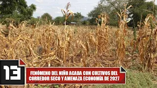 El Niño phenomenon destroys Dry Corridor crops and threatens 2027 economy