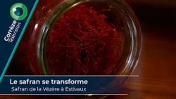 Le safran se transforme : Safran de la Vézère à Estivaux Le safran se transforme : Safran de la Vézère à Estivaux