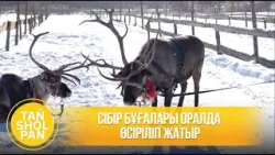 Сібір бұғалары Оралда өсіріліп жатыр