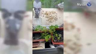 MUSCEL TV NEWS 08/28/2026 BIRDS FED ON THE WINDOWSILL BY A VIEWER