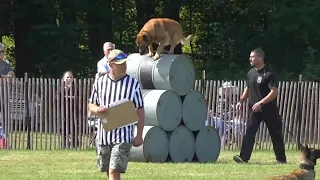 34th annual Connecticut K-9 Olympics held in Enfield
